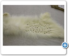 collection 4 strass+studs on white fox